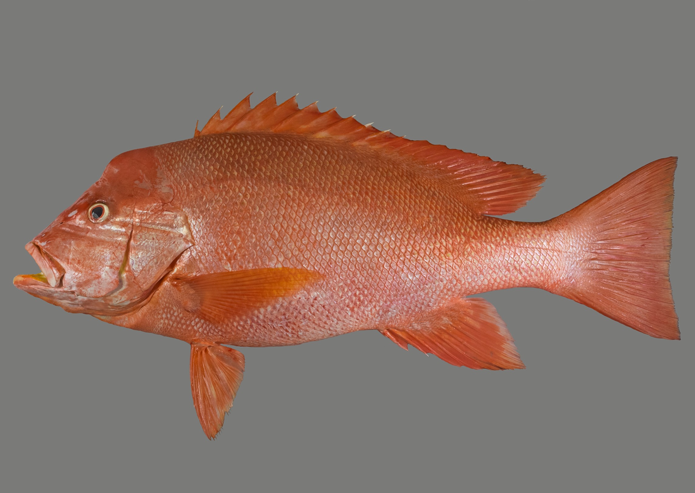 Lutjanus sanguineus, 54 cm SL, Socotra Archipelago: Abd Al-Kuri Island; S.V. Bogorodsky & U. Zajonz